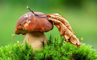 Mushroom leaf forest green nature - a leaf free wallpaper