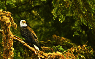 Bald eagle autumn forest mossy - a tree branch in a forest free wallpaper