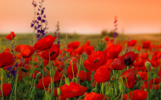 Red flowers pink sky blurry 2 - impressionist free wallpaper