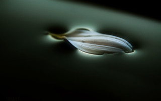 Flower table light shadow macro - dirck van der lisse free wallpaper