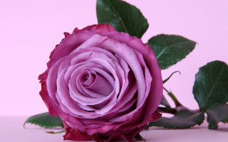 Purple rose gothic flower gradient - a pink background behind free wallpaper