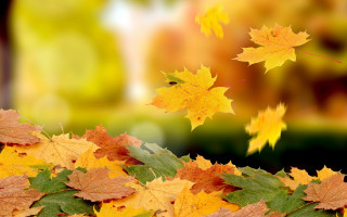 Autumn leaves flying blurry background - a bunch of leaves free wallpaper