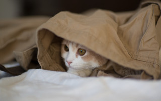 Cat hiding bag bed blurry - back free wallpaper