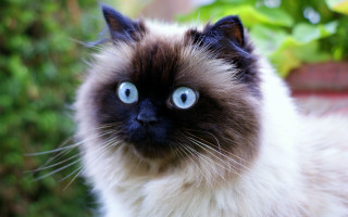 Blue eyes cat sitting planter - outside free wallpaper