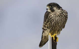 Eagle perched pole sky gradient - a sky background in the background free wallpaper