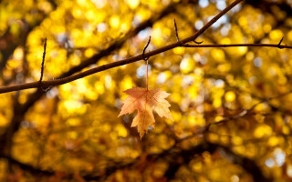 Leaf autumn fire bokeh outdoors - ecological art free wallpaper