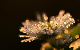 Flower water droplets macro bokeh 4 - petal free wallpaper for desktop