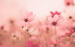 Pink flower field sunset spider - a sky background in the background free wallpaper