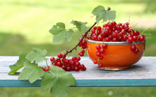 Bowl berries tree branch green - a branch of a tree free wallpaper
