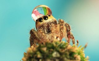 Spider rainbow hat plant blue - a plant free wallpaper