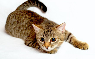 Cat arabesque wideeyes white background - looking free wallpaper