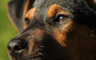 Dog face closeup blurry background - photorealism free wallpaper