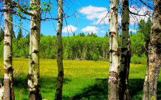 Field trees clouds saturated impressionist - tree and a sky background free wallpaper