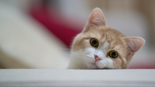 Sad cat focus shiba inu - eye free wallpaper