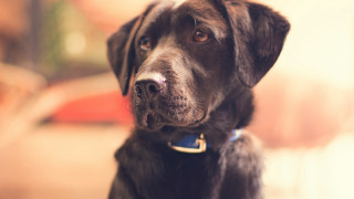 Black dog blue collar looking - a blue collar free wallpaper