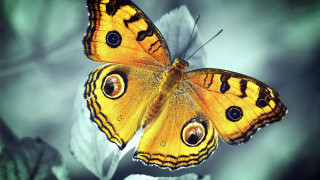 Yellow butterfly black spots leaf - a blurry background of leaves free wallpaper