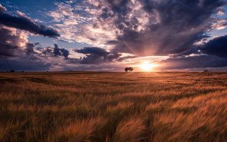 Sunset field tree clouds horizon 2 - crepuscular ray free wallpaper
