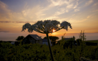 Flower sunset clouds house ecological - wide angle len free wallpaper