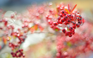 Berries water droplets bokeh cherry - a close up of a bunch free wallpaper