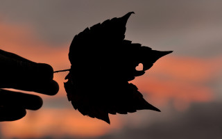 Silhouette bird autumn sunset male - a person holding free wallpaper
