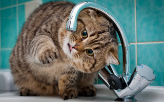 Cat playing faucet bathroom blue - the wall behind free wallpaper