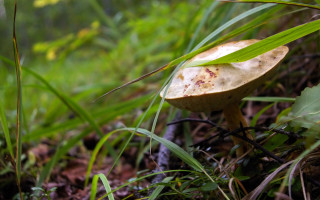 Mushroom grass leafy branch bokeh - free nature wallpaper