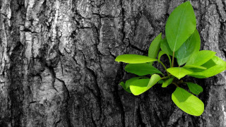 Tree leaf bw forest nature - a tree trunk free wallpaper