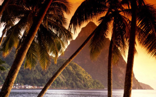 Palm trees beach ocean mountain 2 - a couple of palm trees free wallpaper