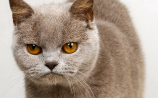 Cat yellow eyes photorealistic angry - angry free wallpaper