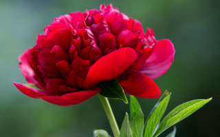 Red flower green stem blurry - naturalism free wallpaper