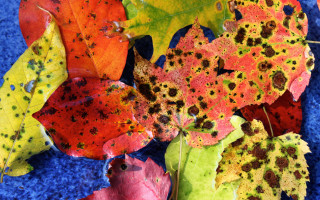 Leaves blue surface brown spots - brown free wallpaper