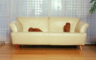 Dog couch livingroom window curtain - photorealistic imagery free wallpaper