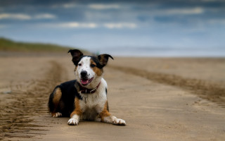 Dog beach sky clouds tiltshift - a dirt road free wallpaper