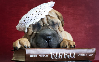 Dog glasses hat book bear - a bookmark free wallpaper