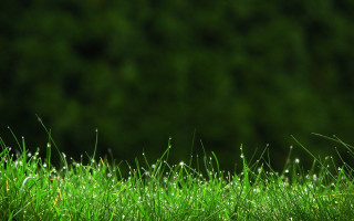 Dew grass closeup nature macro - the grass and trees free wallpaper