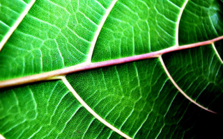 Green leaf fractal nature closeup - a green leaf free wallpaper