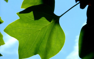 Green leaf blue sky clouds 7 - benoit b. mandelbrot free wallpaper