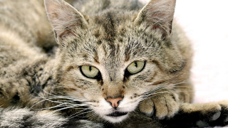 Cat green eyes laying blanket - a blanket free wallpaper