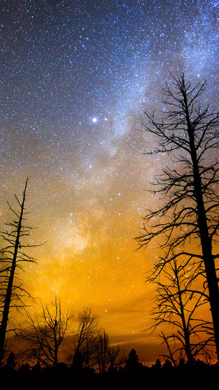 Night sky stars trees silhouette - against free wallpaper