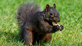Squirrel eating food field grass - its paw free wallpaper