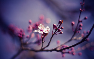 Flower branch bokeh macro butterfly - a close up of a flower free wallpaper