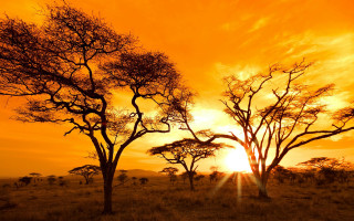 Sunset trees yellow sky clouds - a yellow sky in the background free wallpaper