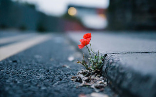 Red flower city street ecological - single free wallpaper