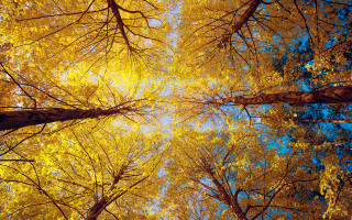 Autumn trees yellow leaves blue - a view free wallpaper