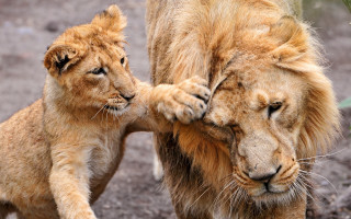 Lion cub playing mud close - the others face free wallpaper