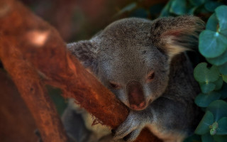 Koala sitting on branch australian - its head on free wallpaper