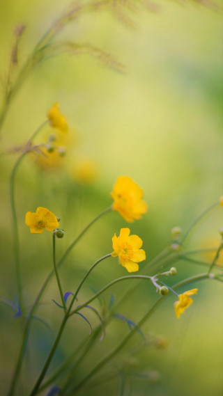 Yellow flower macro blurry background 4 - the foreground free wallpaper