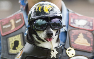 Dog motorcycle helmet sunglasses stick - clovis trouille free wallpaper