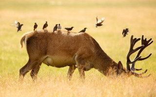 Deer birds field ecological jigsaw - elizabeth durack free wallpaper