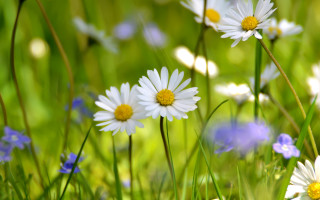 Flower field blue butterfly bokeh - green grass free wallpaper for desktop